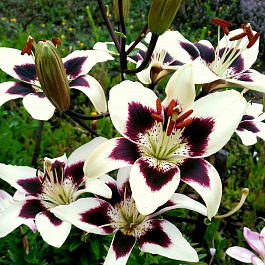 Лилия азиатская танго Патриция Прайд НАБОР 2ШТ (2+2)