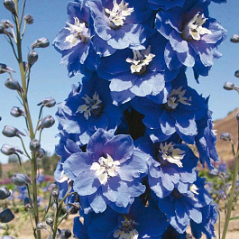 Дельфиниум гибридный Мэджик Фонтейн Мид Блю Вайт Би Дельфиниум гибридный Мэджик Фонтейн Мид Блю Вайт Би