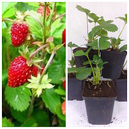 Земляника садовая Руяна НАБОР 5ШТ