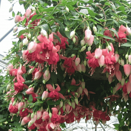 Фуксия ампельная  Bicentennial