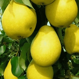 Груша Чижовская