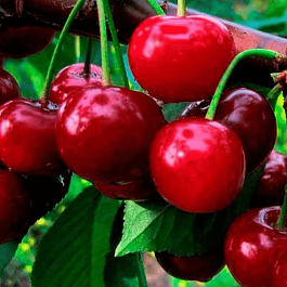 Дюк (Черевишня) Саратовская малышка