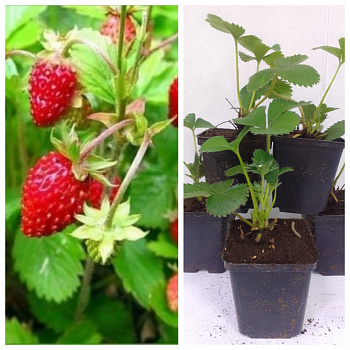 Земляника садовая Руяна НАБОР 5ШТ