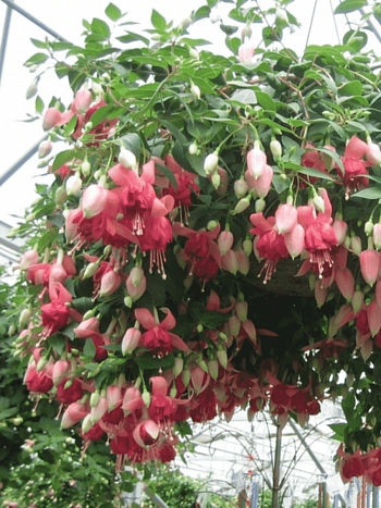 Фуксия ампельная  Bicentennial