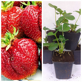 Земляника садовая Вима Тарда НАБОР 5ШТ