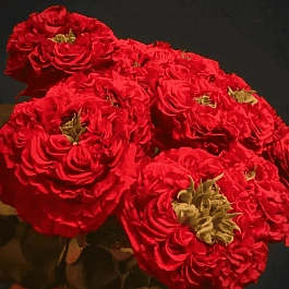 Роза Чайно-гибридная RED EYE