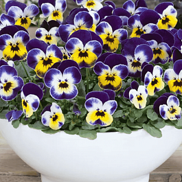 Виола рогатая Admire Jolly Face