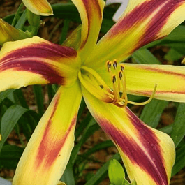 Лилейник Free Wheelin