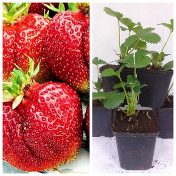 Земляника садовая Вима Тарда НАБОР 5ШТ