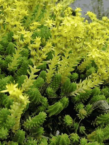 Очиток шестирядный