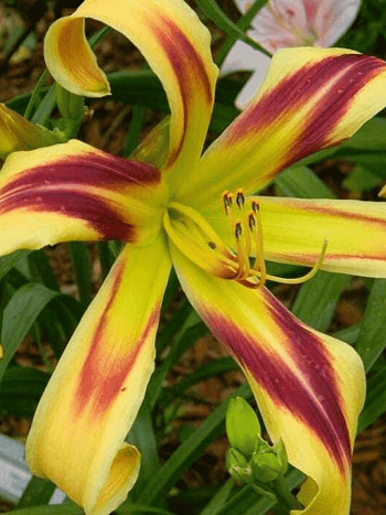 Лилейник Free Wheelin