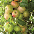 Яблоня колоновидная Гирлянда