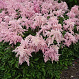 Астильба Арендса Fireworks Pink