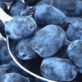 Жимолость Черничка