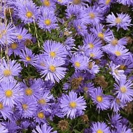 Астра кустарниковая Blue Lagune