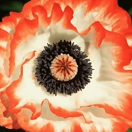 Мак восточный Picotee