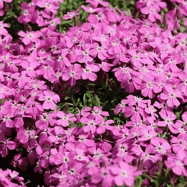 Мыльнянка базиликолистная Bressingham