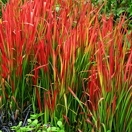 Императа цилиндрическая Red Baron