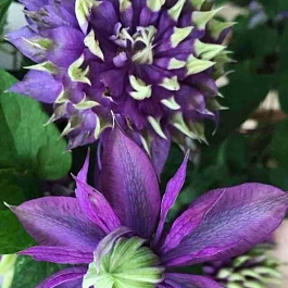 Клематис гибридный Taiga