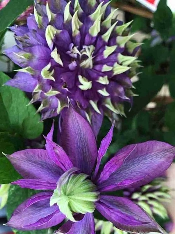 Клематис гибридный Taiga