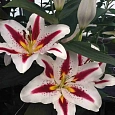 Лилия восточная Big Smile