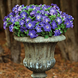 Петуния грандифлора Софистика Блю Морн