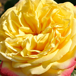 Роза чайно-гибридная Золотой юбилей