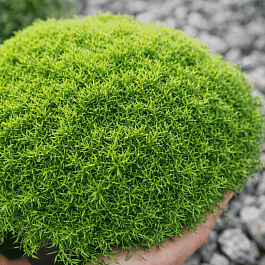 Дивала двухцветковая