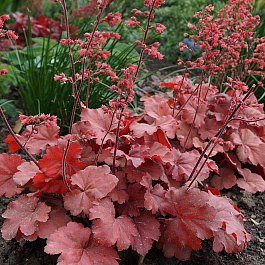 Гейхера гибридная Черри Кола Гейхера гибридная Черри Кола