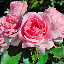 Роза канадская парковая Прайри Джой Роза канадская парковая Прайри Джой