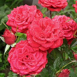 Роза миниатюрная Данко Писта Роза миниатюрная Данко Писта