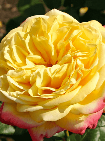 Роза чайно-гибридная Золотой юбилей