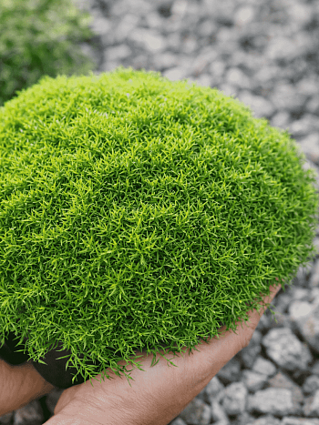 Дивала двухцветковая