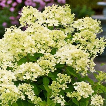 Гортензия метельчатая Бомбшелл