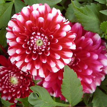 Георгина Декоративная Литтл Тайгер Георгина Декоративная Литтл Тайгер