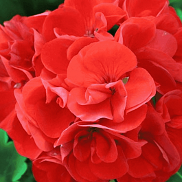 Пеларгония зональная Horaizon Scarlet