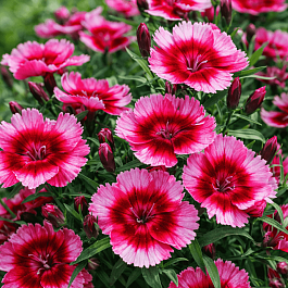 Гвоздика китайская Coronet Rasberry