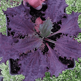 Подорожник Purple Perversion