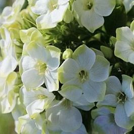 Флокс метельчатый Грин Лиф