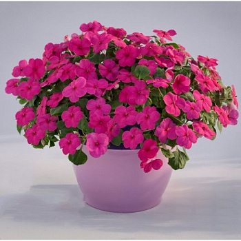 Бальзамин Лоллипоп Фрут Пунш Роуз