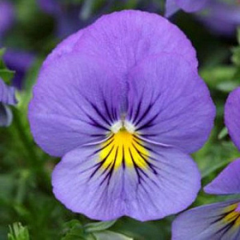 Виола ампельная Кул Вэйв Блю Скай