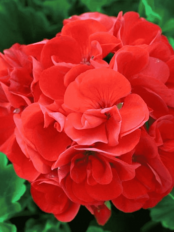 Пеларгония зональная Horaizon Scarlet