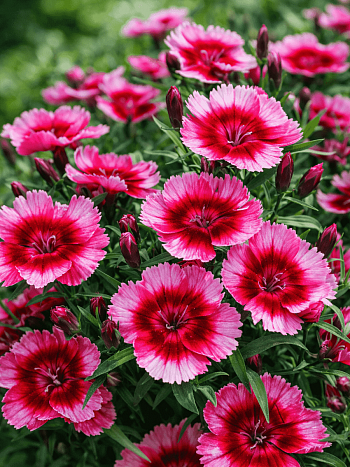 Гвоздика китайская Coronet Rasberry