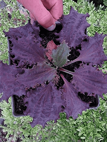 Подорожник Purple Perversion