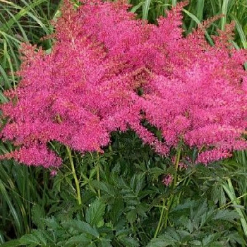 Астильба гибридная Юник Сериз