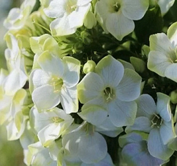 Флокс метельчатый Грин Лиф