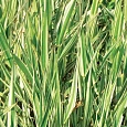 Фалярис тростниковый Dwarf Garters