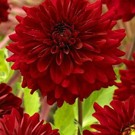 Георгина декоративная Дарк Фэшн