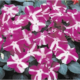 Бальзамин Баланс Виолет Стар