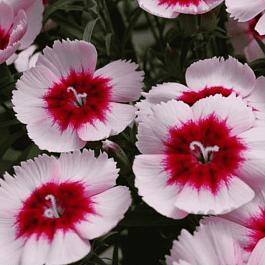 Гвоздика китайская Diana Purple Centred White